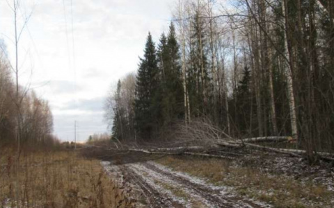 Жителя Кировской области придавило деревом насмерть