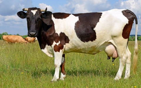 Кировская область входит в четверку регионов в России по объемам реализации молока