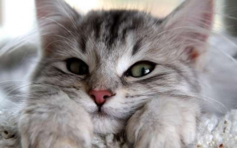 Львы проведут время с семьей, а Козероги займутся собой: гороскоп на вторник