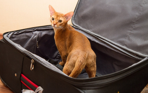 Кому доверить питомца на время отъезда?