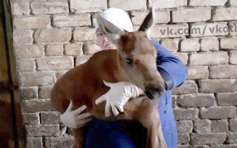В Кировской области на ферме приютили лосенка
