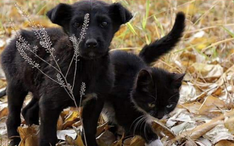 Тест на скептицизм: как хорошо вы знаете народные приметы?