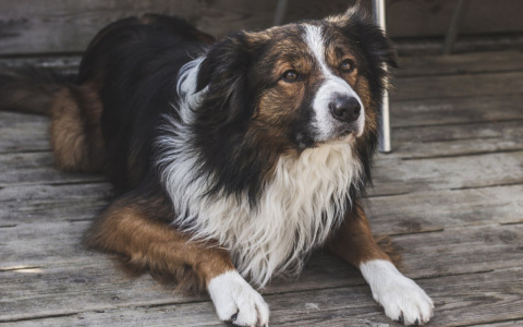 Тельцов ждет финансовый взлет, а Львы попробуют новое: гороскоп на выходные