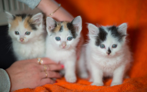 Козероги захотят уединиться, а Раки будут искать «перчинку» в отношениях: гороскоп на воскресенье