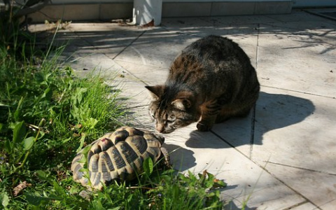 Стрельцы увлекутся любовными сюрпризами, а Рыбы завоюют профессиональный авторитет: гороскоп на неделю