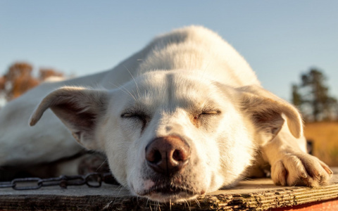 Львам пора сбавить темпы, а Рыбы добьются своего: гороскоп на вторник