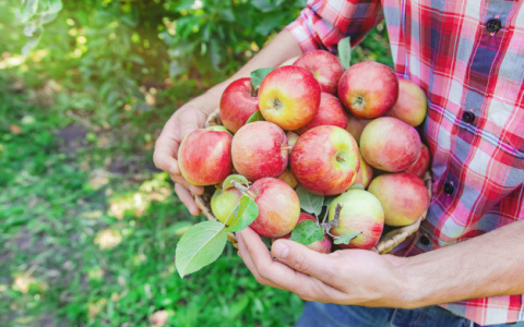 Большое поступление плодово-ягодных культур в «Садовнике»