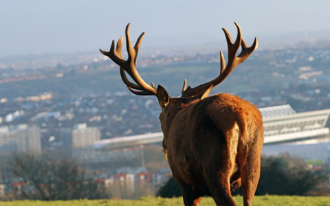 В Котельниче по улицам гулял взрослый лось