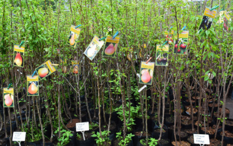 В Кирове продавали семена и саженцы неизвестного происхождения