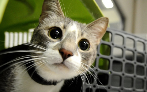 Почему домашних животных нельзя хоронить в саду или лесу?