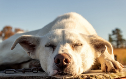 Львы осуществят мечту, а Девам нужно следовать зову сердца: гороскоп на выходные