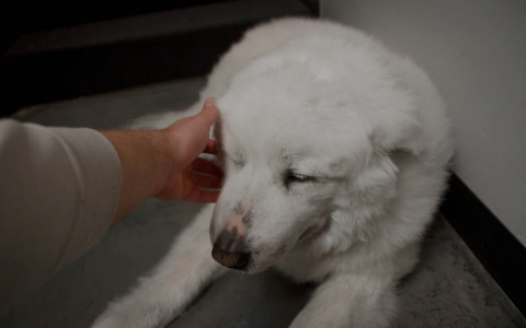 Стрельцы разбогатеют, а Весы встретят любовь: гороскоп на неделю