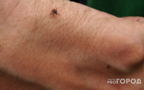В Роспотребнадзоре сообщили о 2 новых вирусах, которыми можно заразиться от клещей