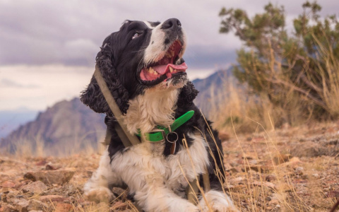 Львы будут строить карьеру, а Водолеи вспомнят про ошибки прошлого: гороскоп на вторник