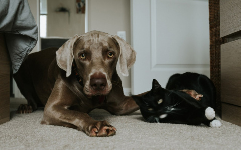 Близнецы затянут пояс потуже, а Львов ждет нечто особенное: гороскоп на четверг