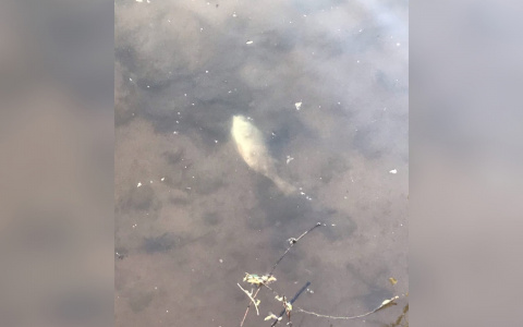 Кировчане жалуются на мертвых рыб и птиц в пруду у цирка