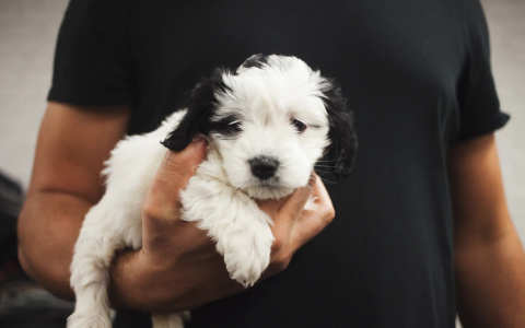 Тельцам повезет в любви, а Близнецы столкнутся с недопониманием: гороскоп на выходные