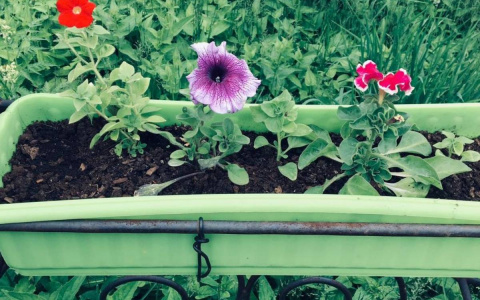 Цветы от Союза садоводов украсят Киров