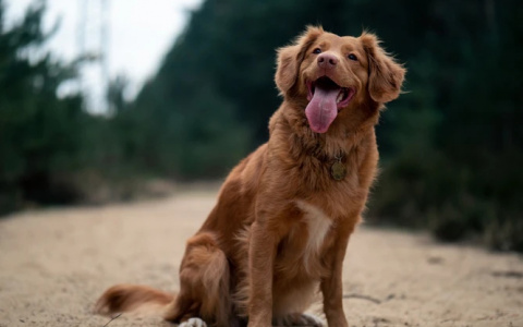 Раки совершат роковую ошибку, а Дев могут обмануть: гороскоп на воскресенье