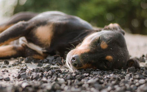 Львы уйдут в себя, а Водолеям нужно держать руку на пульсе: гороскоп на среду
