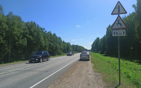На трассе «Вятка» женщина за рулем Kia сбила лося