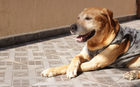 Близнецы свернут горы, а Львам захочется тишины: гороскоп на пятницу