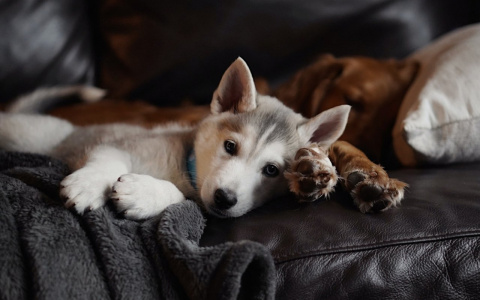 Львов ждет новый роман, а Дев – ложные обещания: гороскоп на выходные