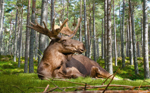 Что обсуждают в Кирове: ДТП со сбитым лосем и городского стрелка с оружием