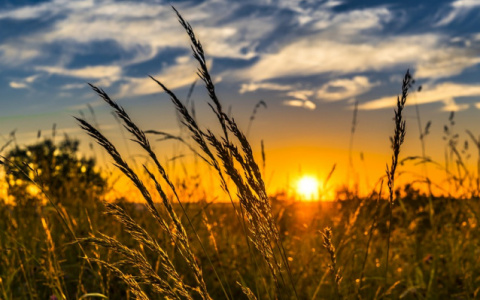 Засушливость и пожароопасность: прогноз погоды на неделю в Кировской области
