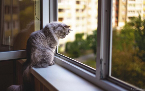 Участились случаи падения домашних животных из окон