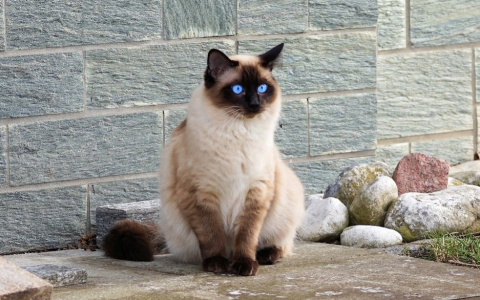 Козерогов ждет финансовая удача, а Близнецов атака поклонников: гороскоп на воскресенье