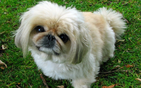 Стрельцы займутся благотворительностью, а Близнецы увлекутся диетами: гороскоп на неделю