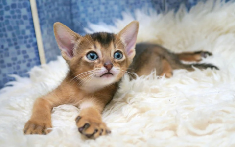 Весы получат прибыль, а Близнецы вызовут зависть: гороскоп на вторник