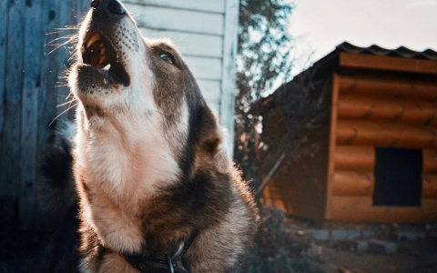 В Кировской области владелица собаки, укусившей ребенка, получила штраф