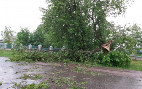 Поваленные деревья и затопленные грядки: в Кировской области прошли ливни с сильным ветром