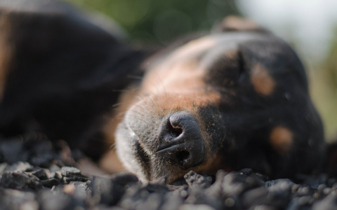 Близнецам нельзя спешить, а Львы посмотрят на жизнь по-новому: гороскоп на четверг