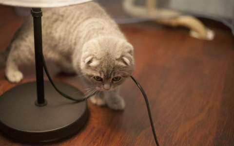 Какие опасности поджидают питомца в городской квартире?