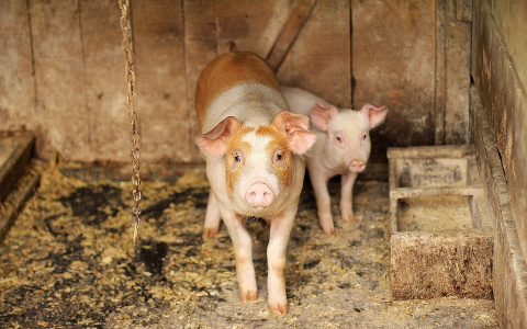 На свиноферме в Кировской области выявили нарушения, опасные для людей