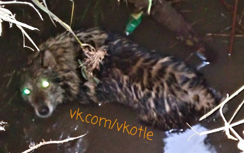 В Котельниче школьники помогли спасти собаку, провалившуюся в люк