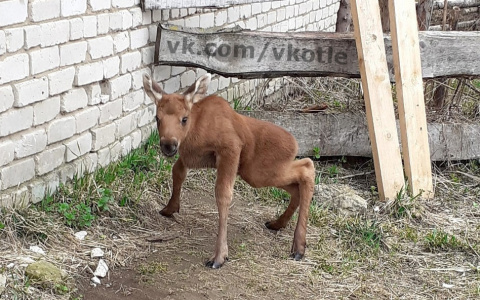 Лосенок, которого приютили в Котельничском районе, переехал в Костромскую область