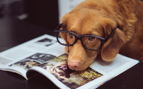 Близнецов собьют с толку, а Львов ждет карьерный скачок: гороскоп на среду