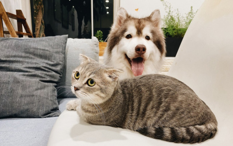 Львы добьются своего, а Рыбы поплывут по течению: гороскоп на четверг