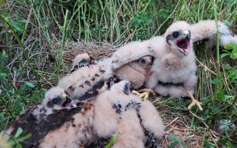 В Малмыжском районе спасли исчезающий вид птиц