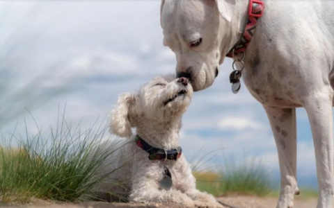 Львов ждут любовные перемены, а Тельцов поиск душевного комфорта: гороскоп на неделю