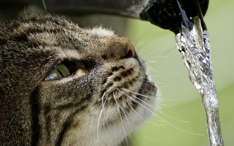 Названы адреса домов в Кирове, где на 2 недели отключат горячую воду
