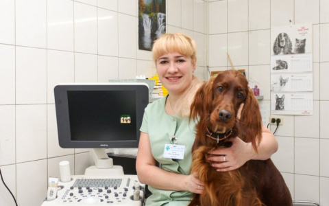 Чем полезен холод в ветеринарной медицине?