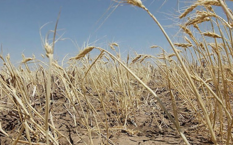 Из-за засухи в Вятскополянском районе введен режим ЧС