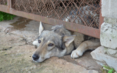 Зоозащитники получили здание в Радужном для открытия собачьего приюта
