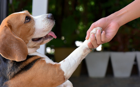 Львам пощекочут нервы, а Рыбы блеснут умом: гороскоп на пятницу