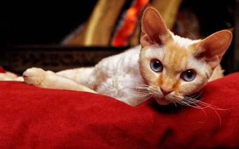 Раков ждет сюрприз, а Скорпионов романтическое приключение: гороскоп на воскресенье